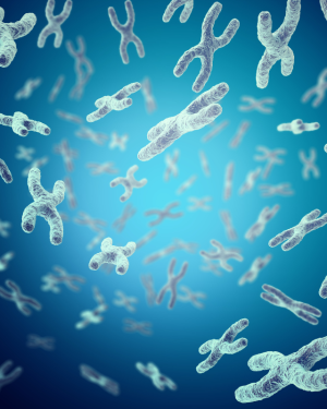 Karyotype